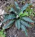 Asplenium ceterach D01.jpg