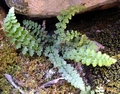 Asplenium majoricum E02.jpg