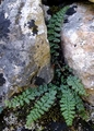 Asplenium majoricum E04.jpg