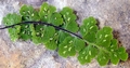 Asplenium petrarchae subsp. petrarchae B04.jpg