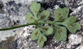 Asplenium ruta muraria C04.jpg