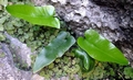 Asplenium sagittatum B04.jpg