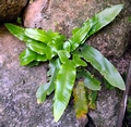 Asplenium sagittatum G02.jpg