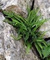 Asplenium trichomanes A01.jpg
