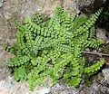 Asplenium trichomanes C01.jpg