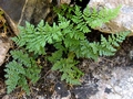 Cheilanthes acrostica E01.jpg