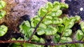 Cheilanthes acrostica E03.jpg