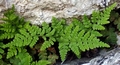 Dryopteris pallida subsp. balearica B01.jpg