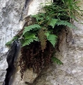 Dryopteris pallida subsp. balearica B02.jpg