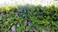 Polypodium cambricum G02.jpg