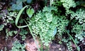 Adiantum capillus-veneris #01.jpg