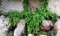 Adiantum capillus-veneris #02.jpg