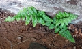 Asplenium balearicum #01.jpg