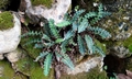 Asplenium ceterach #01.jpg
