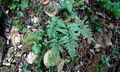 Asplenium onopteris #01.jpg