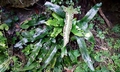 Asplenium sagittatum #02.jpg