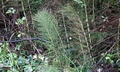 Equisetum telmateia #01.jpg
