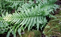 Polypodium cambricum #01.jpg