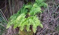 Polypodium cambricum #02.jpg