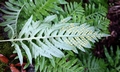 Polypodium cambricum #03.jpg
