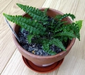 Asplenium foreziense.jpg