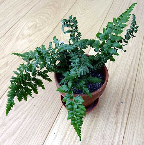 n_asplenium_adiantum_nigrum_form_1.jpg