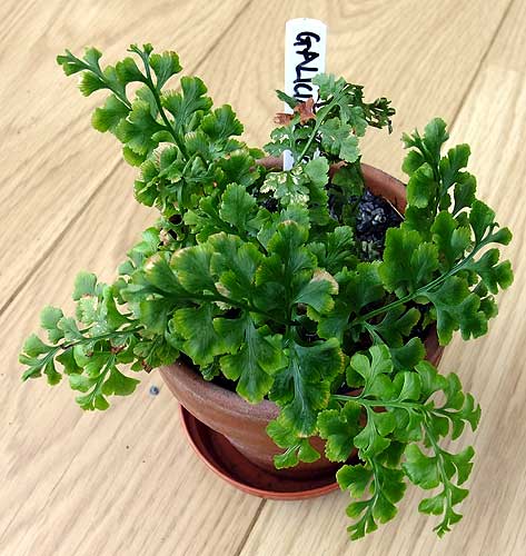 n_asplenium_adiantum_nigrum_form_2.jpg