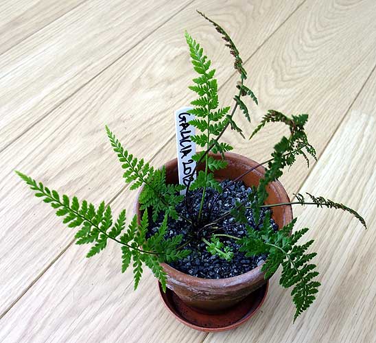 n_asplenium_billottii.jpg