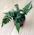Asplenium adiantum-nigrum form 1.jpg