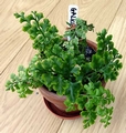 Asplenium adiantum-nigrum form 2.jpg