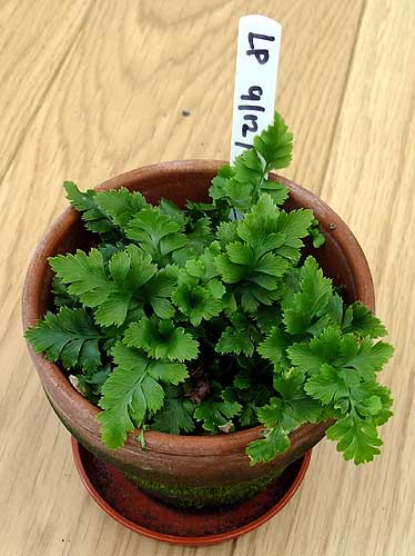 n_asplenium_adiantum_nigrum.jpg