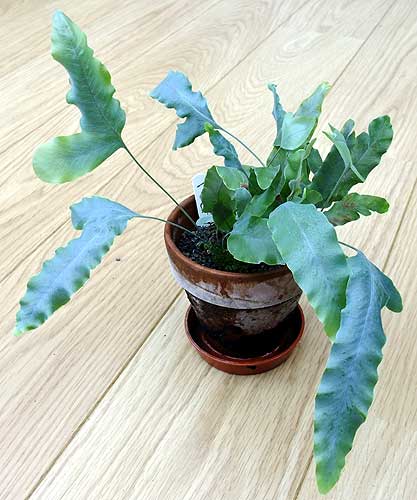 n_phlebodium_aureum.jpg
