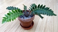 Asplenium aureum.jpg