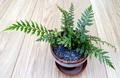Asplenium filare.jpg