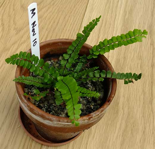 n_asplenium_trichomanes.jpg