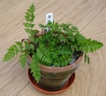 Cheilanthes maderensis.jpg
