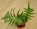 Polypodium macaronesicum 1.jpg