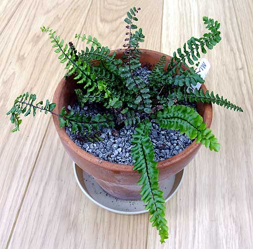 n_asplenium_azomanes.jpg