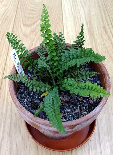 n_asplenium_majoricum.jpg