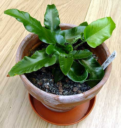 n_asplenium_sagittata.jpg