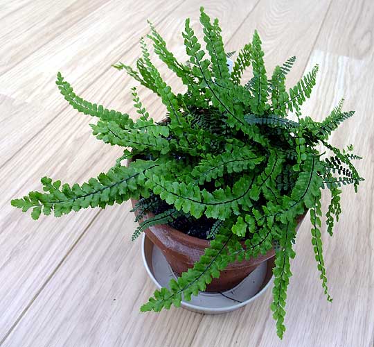 n_asplenium_trichomanes.jpg