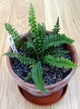 Asplenium majoricum.jpg