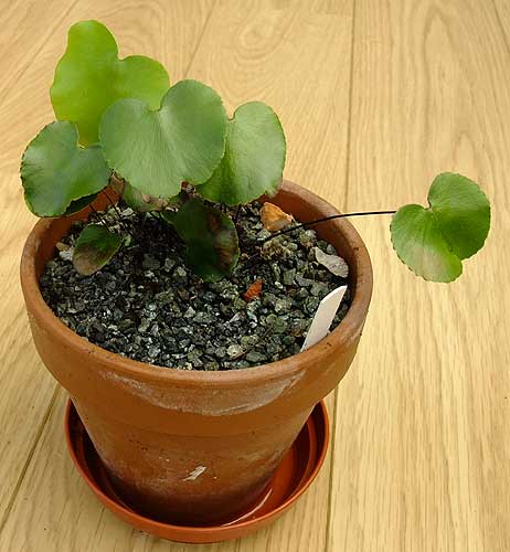 n_adiantum_reniforme.jpg