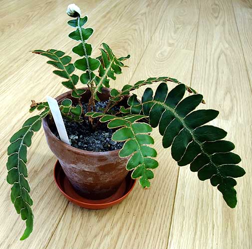 n_asplenium_aureum.jpg