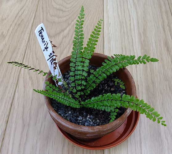n_asplenium_trichomanes.jpg