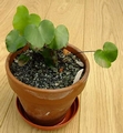 Adiantum reniforme.jpg