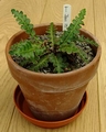 Asplenium octoploideum.jpg