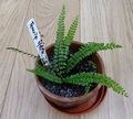 Asplenium trichomanes.jpg