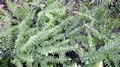 Adiantum pedatum or aleuticum #A.jpg