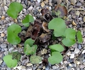 Adiantum reniforme #A.jpg
